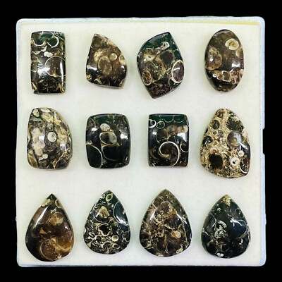12 Pcs Natural Tutela Jasper 18-23mm Huge Untreated Loose Cabochon Gemstones Lot