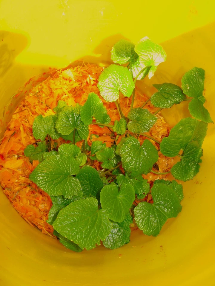 Japanese Wasabi 'Daruma' Plant, ONE HALF of mature mother plant - Image 4 of 4