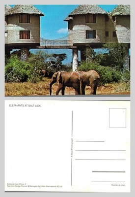 Postcard - Salt Lick Lodge Kenya Elephants Safari Wildlife UNPOSTED