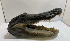 Head From 9 Foot Wild Louisiana Gator