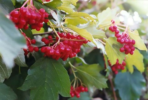 American Highbush Cranberry, Viburnum trilobum, Shrub Seeds (Showy, Edible) - Picture 12 of 12