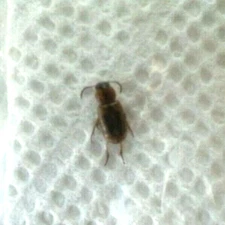 Carabidae: Harpalinae: Stenolophus comma from Pacific Northwest, A1