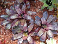 Neoregelia TAKEMURA PRINCEPS Bromeliad one tropical plant BIG 