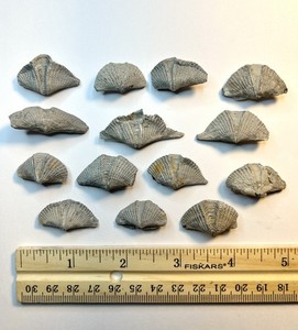 Mucrospirifer mucronatus Brachiopod Lot (14) from Sylvania, Ohio