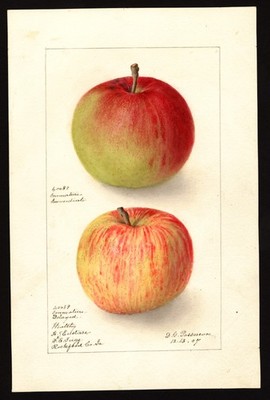Wealthy Apple Vintage USDA Pomological Watercolor Illustration Reprint Wall Art