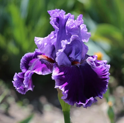 50pcs Rare Heirloom Iris Seeds - Beautiful and Colorful Blooms for Garden - Picture 4 of 13