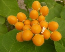 Cyphomandra Abutiloides - Tamarillo Dwarf 50 seeds seeds - Dwarf Tamarillo