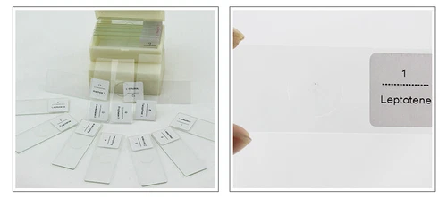Onion Anther Meiosis Prepared Specimen Microscope Slides Cell Division Genetics - Picture 5 of 7