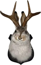 Jackalope Mount, Jackalope Taxidermy, Animal Head Wall Decor, Deer Head Wall Mou