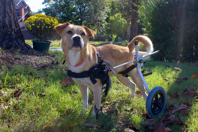 Best Friend Mobility Dog Wheelchair Medium Aluminum Lightweight Cart