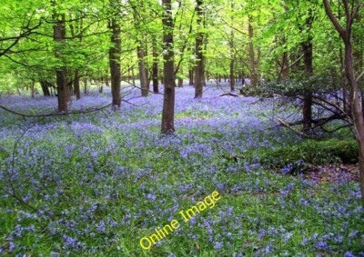 Foto 6x4 weitere Bluebells... Harpsden unten klicken Sie auf eines der c2014