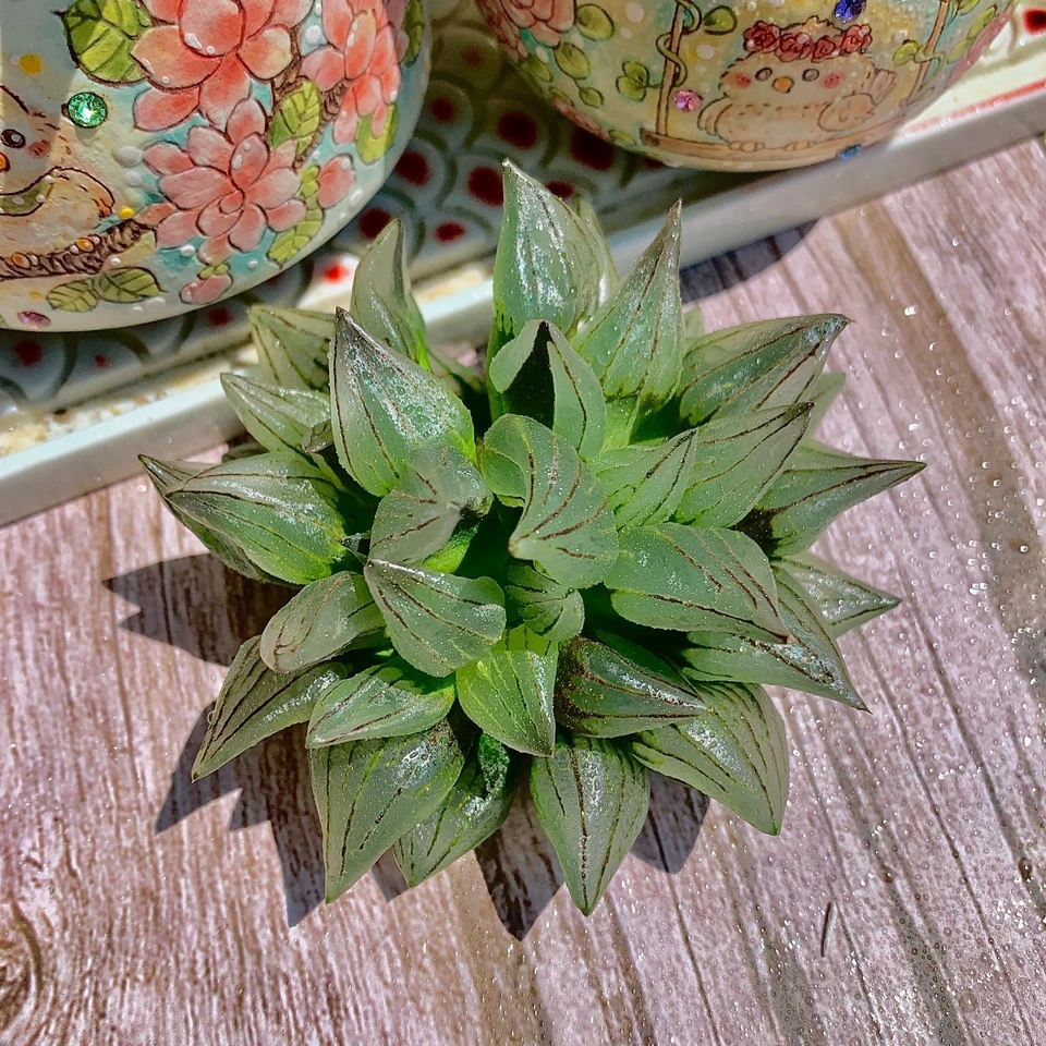 Live Succulent Haworthia magnifica v.atrofusca Bare Root Wedding Favors - Image 4 of 4