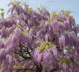 wisteria出品 Japanese Wisteria | eBay