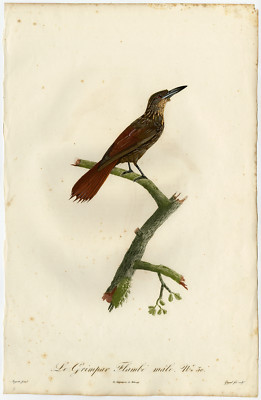 Seltener antiker Druck-GRIMPAR-WOODCREEPER-Pelletier-Levaillant-Barraband-1801