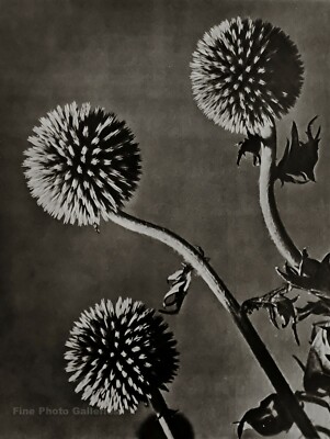 1931/75 MAN RAY Vintage Three Flowers Still Life Photo Engraving Art 12x16