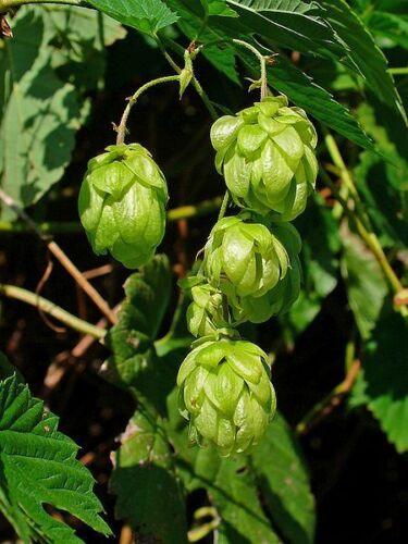 25 COMMON CHMIEL Europejski Humulus Lupulus Nasiona winorośli Składnik do produkcji piwa - Zdjęcie 1 z 12