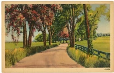 A Paved Road With Beautiful Trees In The Middle Of The Field Postcard