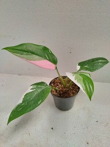 Philodendron White Princess Tricolor | eBay