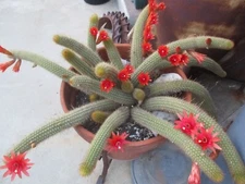 Hildewintera TRAISENBLUT Hybrid, 1 tip stem rooted