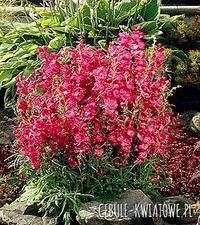 Prairiemalve Pflanze Blumen Blumentopf Schnittblumen Sidalcea Party Girl 1 St.