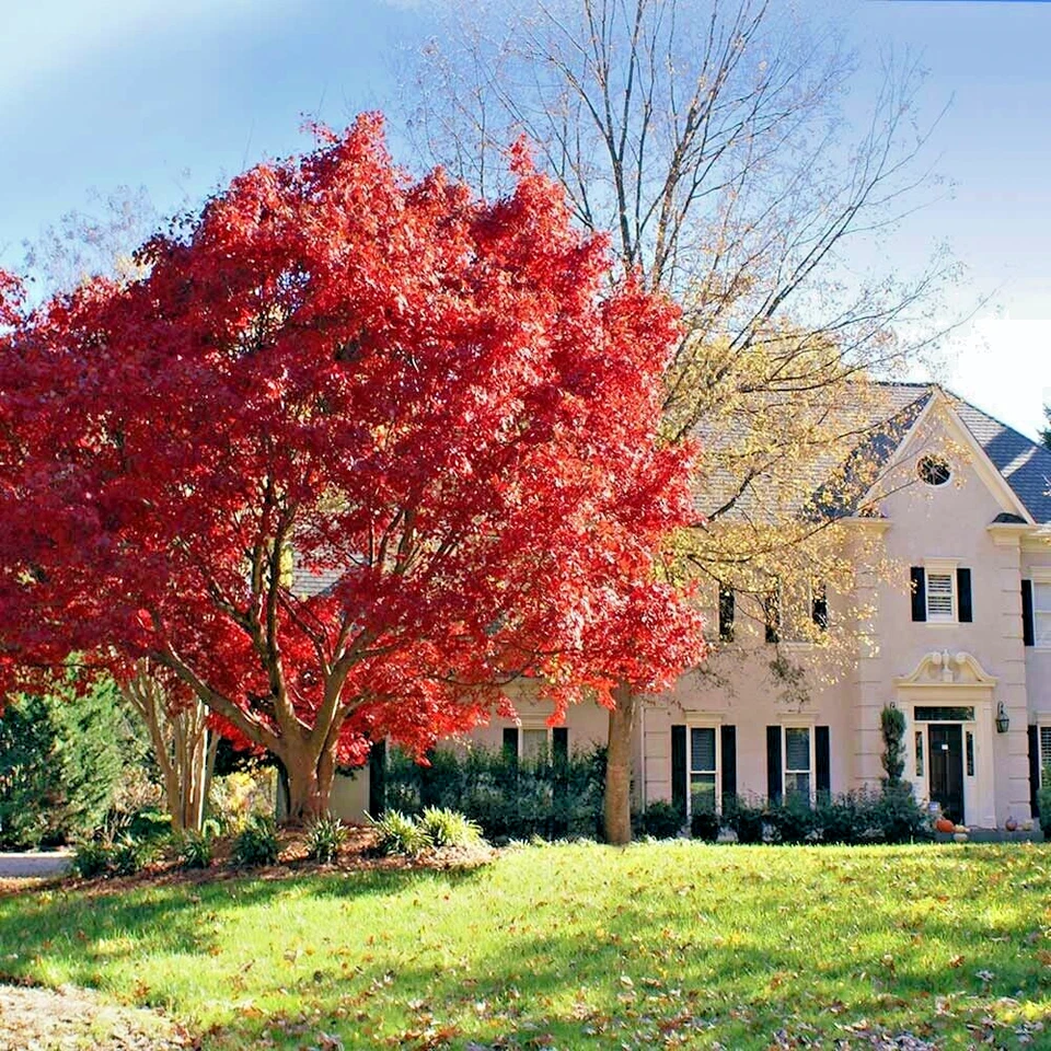 10 Red Japanese Maple Tree Seeds Palmatum atropurpureum Hardy Bonsai Plant - Image 4 of 4