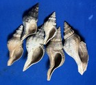 (6) Fossil horse conch Shells Tamiani Formation Sarasota Florida Pliocene Era — photo 3