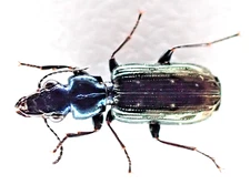 D92323. Insects, Carabidae sp. Vietnam North. 1900m