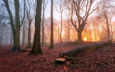 Landscape nature wood trees forest leaves sunset fall Custom Gaming Mat Desk