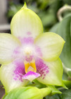 Original Phal Phalaenopsis Patti Lee x violacea-Fragrant
