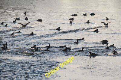 Foto 12x8 Einige Blässhähne schließen sich anderen im offenen Wasser am Startops Reservoir an, nea c2012