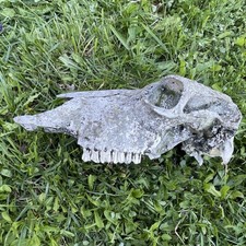 Cow Skull Large Animal Taxidermy Specimen Approx. 18 Inch Length 6 Inch Height