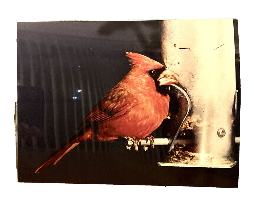 Red Cardinal Bird Photograph Art Picture 8x10 Feeder Perched Color ...