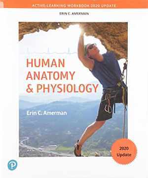 Active-Learning Workbook for Human Anatomy - Paperback, by Amerman Erin - Good o