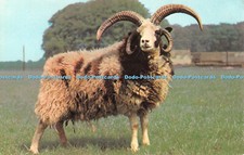 R513700 Cheltenham Glos Jacob Ram at Cotswold Farm Park Guiting Power Photo Prec