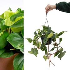 Philodendron scandens 'Brasil' - Variegated Indoor Plant in 15cm Hanging Pot