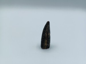 Fossil Tooth?
