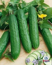Cucumber Saladmore Bush    250 seeds