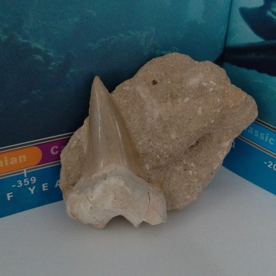 #ad Otodus Shark Tooth Fossil Specimen Embedded in Natural Rock Matrix $39.99