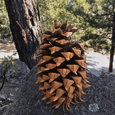 Giant Widow Maker 11  Coulter Pine Pinecone Cured