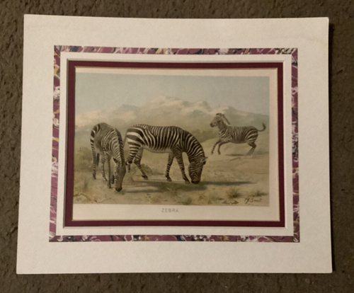 Fine Art Print Depicting Zebras, 19th Century Style, Vintage, Matted Not Framed - Picture 1 of 3