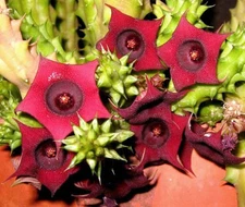 Huernia schneideriana, asclepiad stapeliad rare red color plant exotic 2" pot