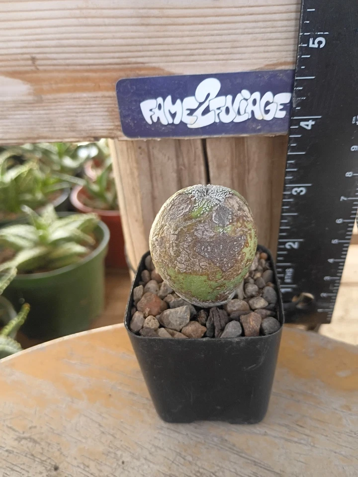 Astrophytum Myriostigma cv. 'Ball' Cactus - Image 2 of 2