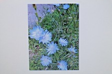 50 Seeds Chicory, Cichorium intybus #391