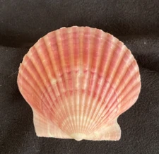 PECTINIDAE Argopecten irradians irradians PURPLE 59.5mm Yellow Sea, China 2014