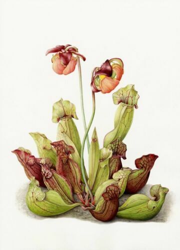 Planta Carnivora Sarracenia Leucophylla - Envío Gratis | Cuotas Sin Interés - Foto 4