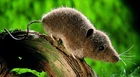 Kosen / Kösen Shrew - exquisite & collectable soft toy rodent - 13cm - 3500