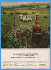 1967 Seagrams 100 Pipers Scotch Whisky Scottish Sheep Farmer Photo Ad