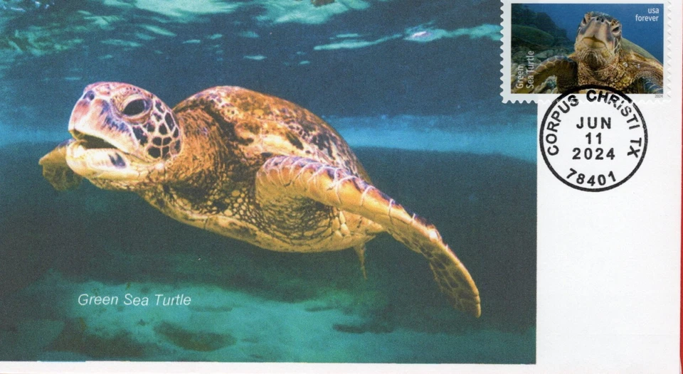 TURTLES, 2024 Set of 6 Different First Day Covers - Image 3 of 4