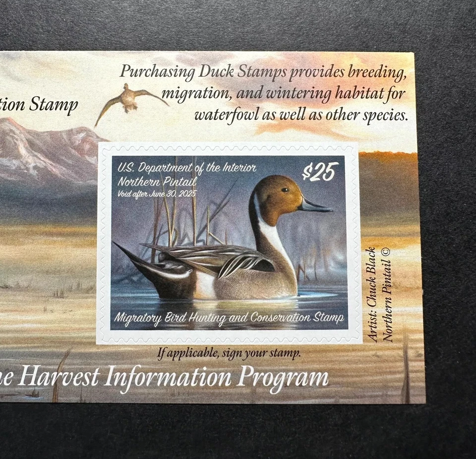 #RW91A 2024 - 2025 - US Federal Duck Stamp **CHUCK BLACK** Post Office FRESH - Image 2 of 3
