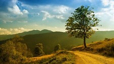 Landscape nature trees Custom Gaming Mat Desk